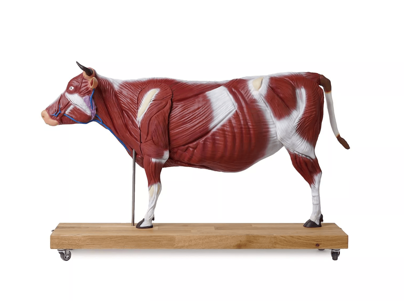 Rindermodell, 15 Teile, 1/3 natürliche Größe - Erler - Zimmer